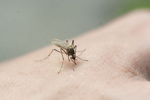 Mosquito Extermination Service