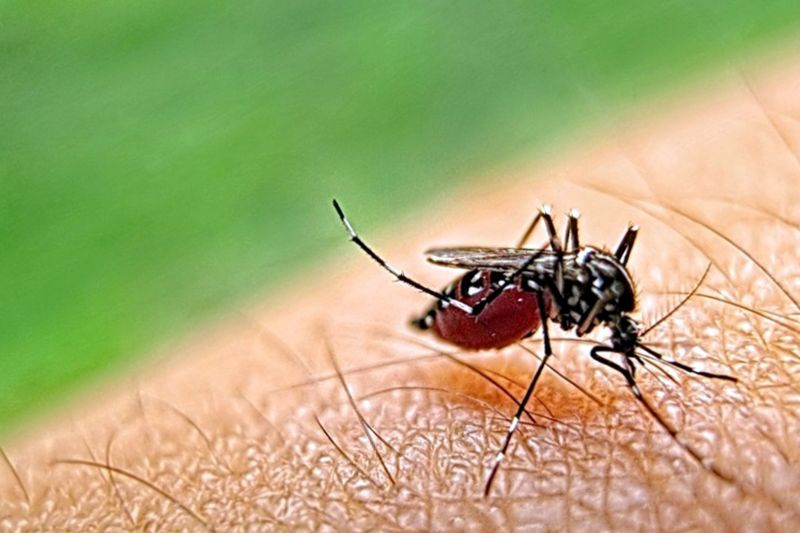 Mosquito Control Devices