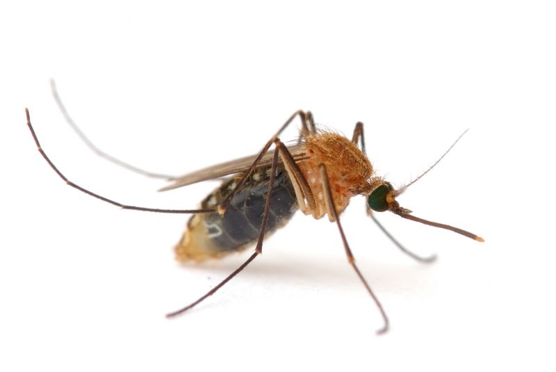 Seasonal Mosquito And Fly Control For Commercial Locations