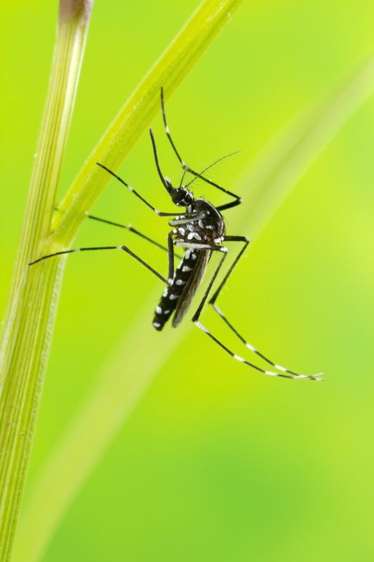Seasonal Mosquito And Fly Control For Commercial Locations
