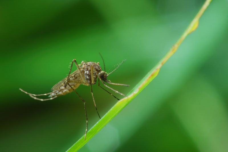 Seasonal Mosquito And Fly Control For Commercial Locations