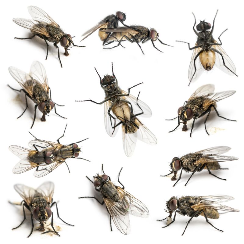 Signs You Need Fly Or Mosquito Control Services